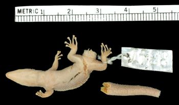 Media type: image;   Herpetology R-3341